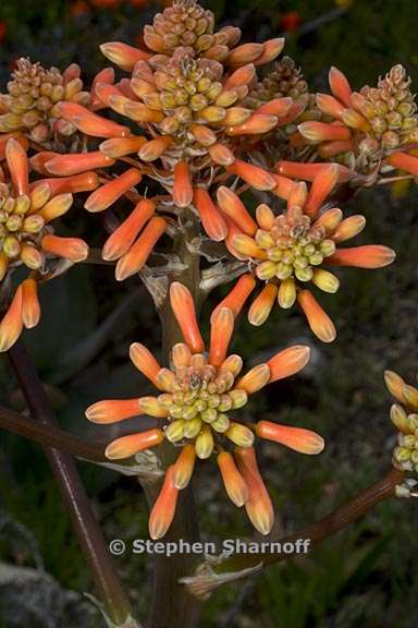 aloe striata 5 graphic